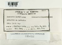 Hypomyces lactifluorum image