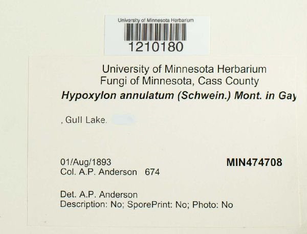 Annulohypoxylon annulatum image