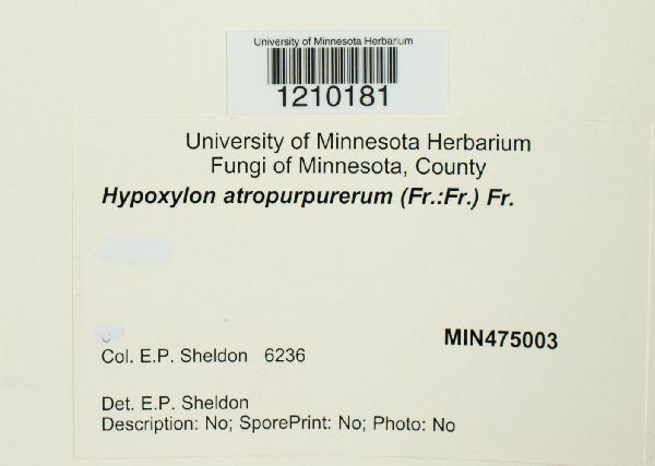 Hypoxylon atropurpureum image