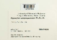 Hypoxylon atropurpureum image