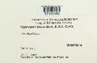 Entoleuca mammata image