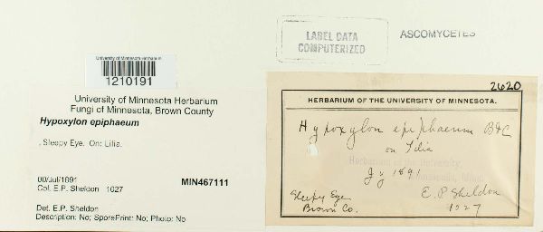 Hypoxylon epiphaeum image