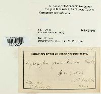 Media resource of Hypoxylon granulosum