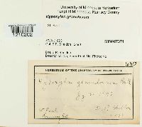 Hypoxylon granulosum image