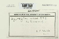 Entoleuca mammata image