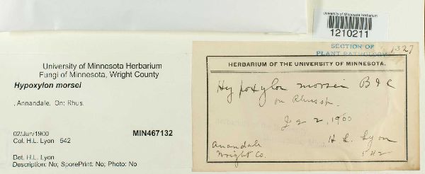 Entoleuca mammata image