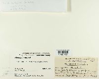 Entoleuca mammata image