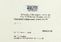 Hypoxylon rubiginosum image