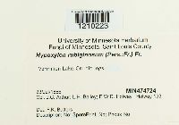 Hypoxylon rubiginosum image