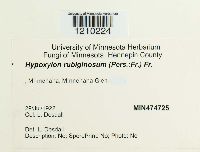 Hypoxylon rubiginosum image