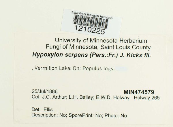 Hypoxylon serpens image