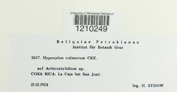 Kretzschmariella culmorum image