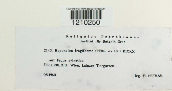 Hypoxylon fragiforme image