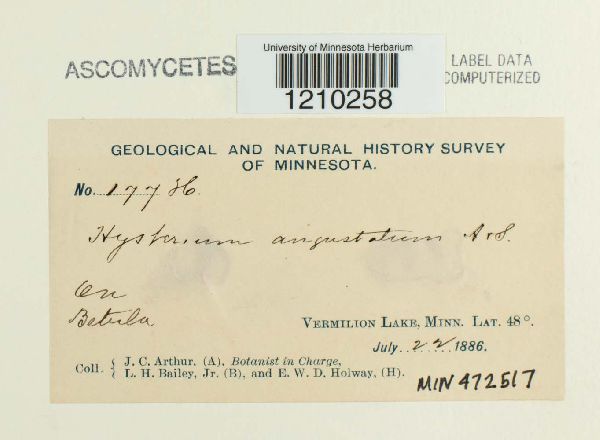 Hysterium angustatum image