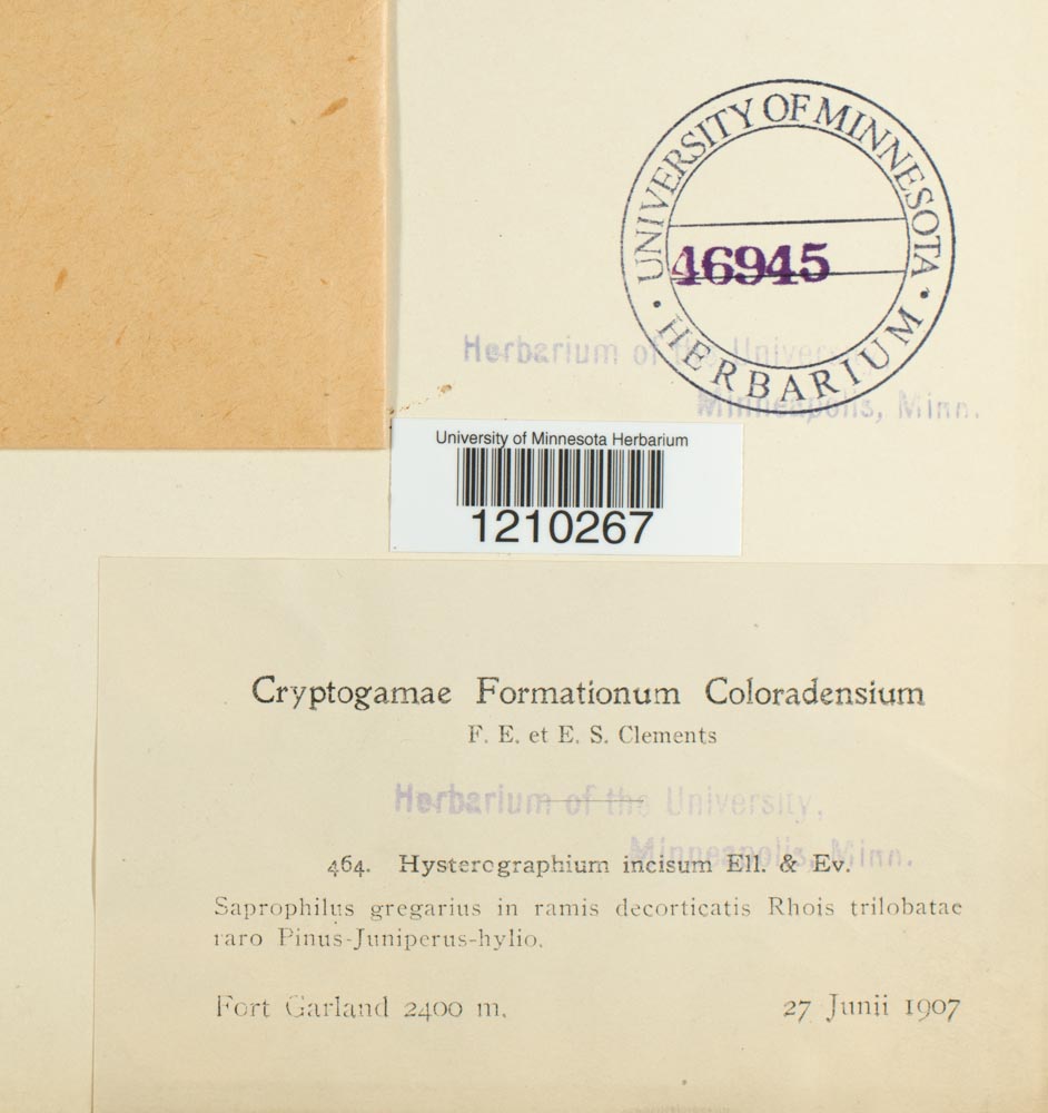 Hysterographium incisum image