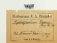 Hysterographium fraxini image