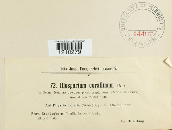 Marchandiomyces image