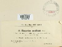 Media resource of Marchandiomyces corallinus