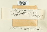 Iodophanus carneus image