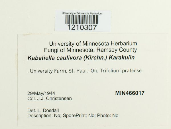 Kabatiella caulivora image