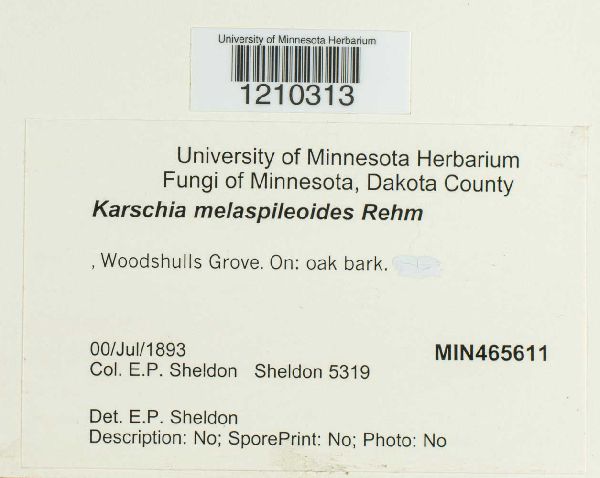 Karschia melaspileoides image