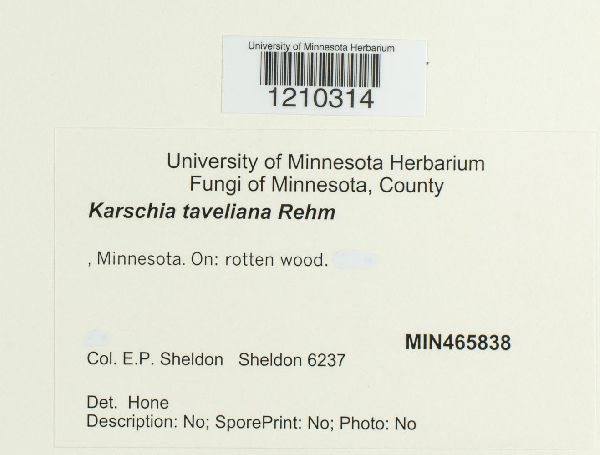 Karschia taveliana image
