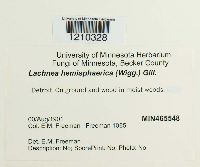 Lachnea hemisphaerica image