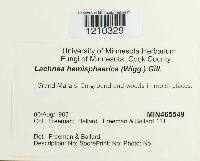 Lachnea hemisphaerica image