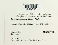 Scutellinia setosa image