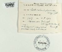 Lachnea hemisphaerica image