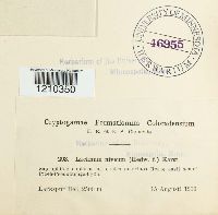 Image Associated With the Occurrence