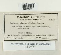 Dasyscyphella nivea image