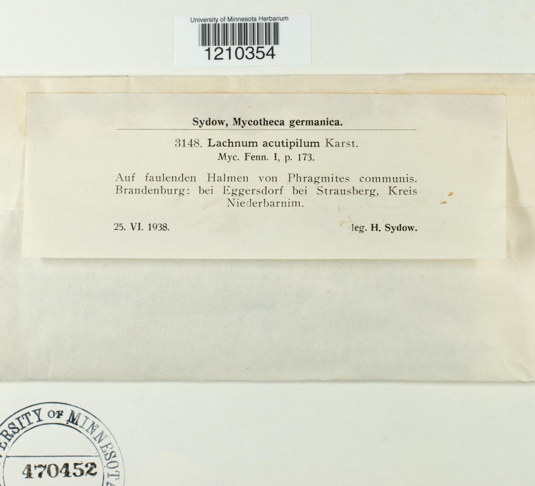 Albotricha acutipila image