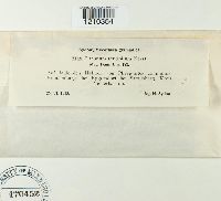 Image of Albotricha acutipila