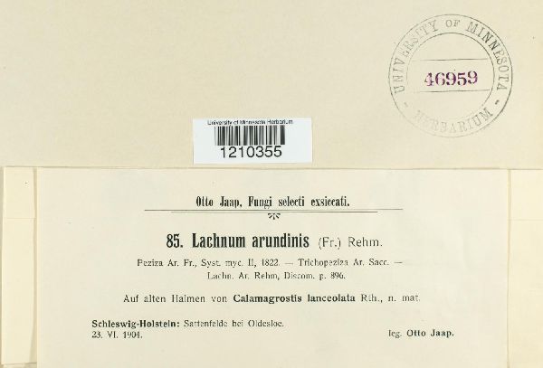 Lachnum arundinis image