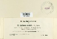 Media resource of Lachnum arundinis