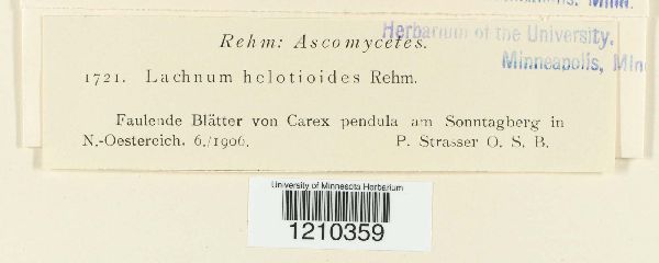 Psilachnum asemum image