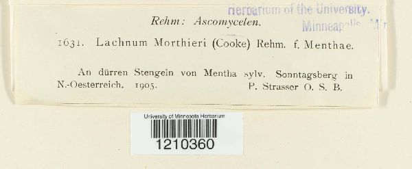 Lachnum morthieri image