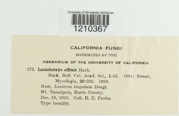 Lasiobotrys affinis image