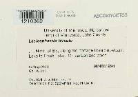 Lasiosphaeria hirsuta image