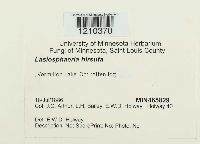 Lasiosphaeria hirsuta image