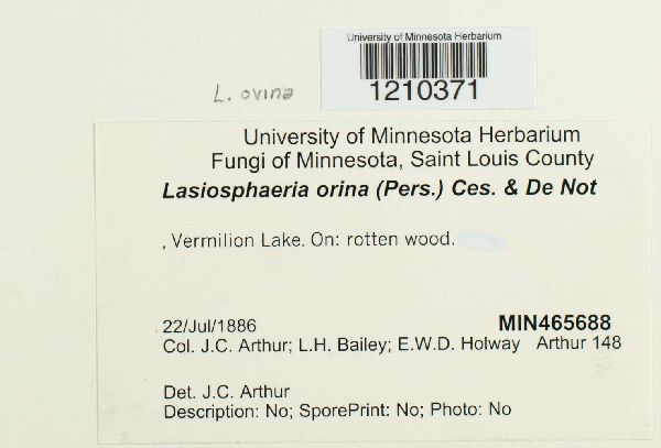 Lasiosphaeria ovina image