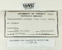 Lasiosphaeria hirsuta image