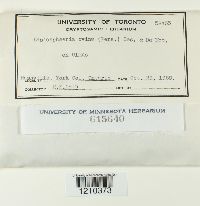 Lasiosphaeria ovina image