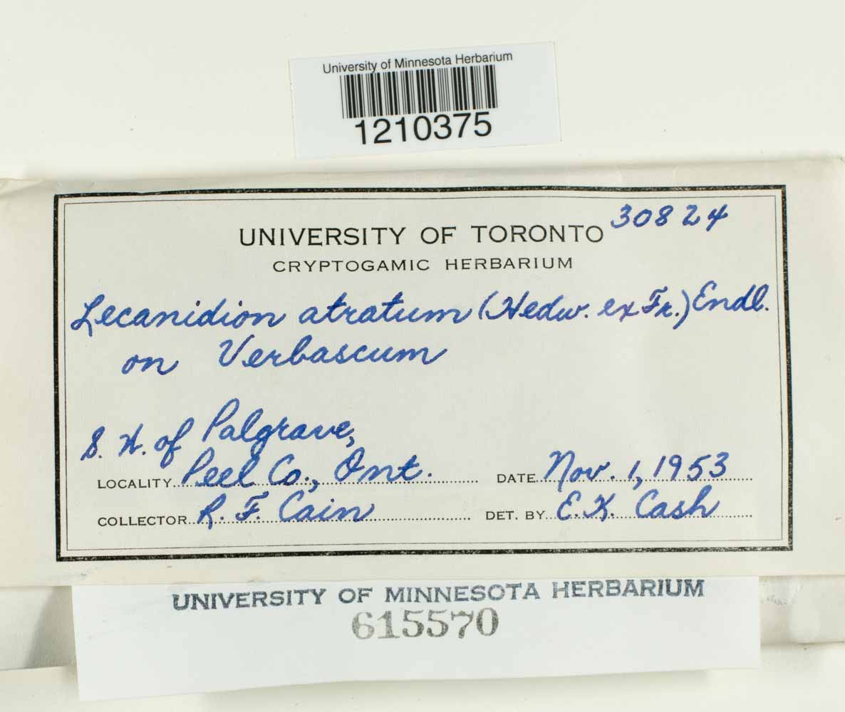 Patellaria atrata image