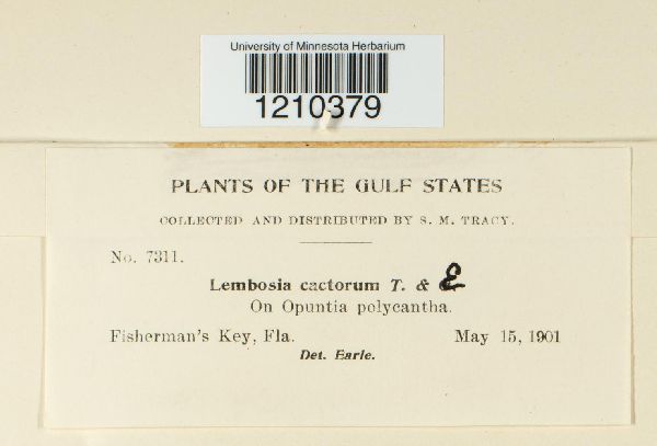 Lembosia cactorum image