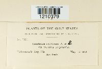 Media resource of Lembosia cactorum