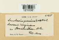 Thumbnail image of current specimen