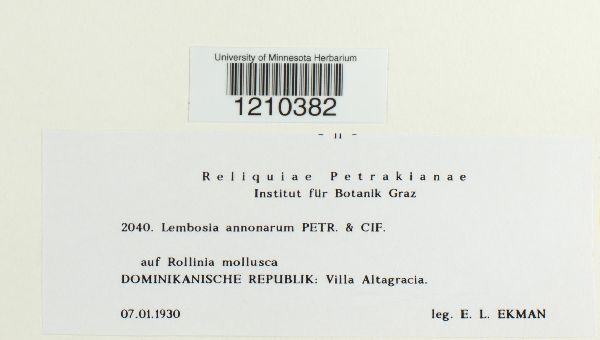 Lembosia annonarum image