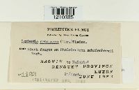 Media resource of Lembosia crustacea